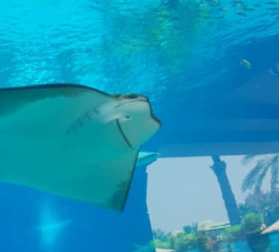 Dubai Aquarium 