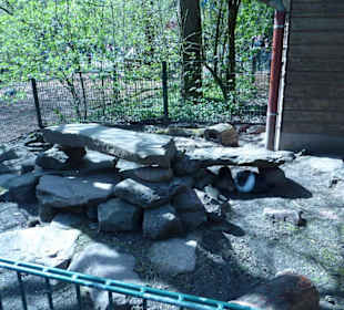 Zwergkaninchen - Anlage