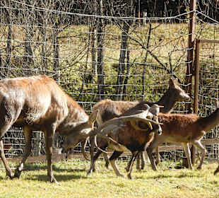 Damwild und Hirsch