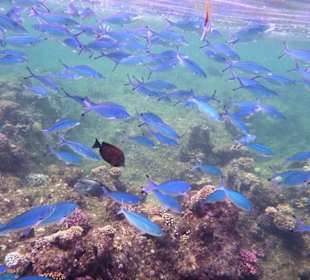 Ein Schwarm blauer Füsiliere