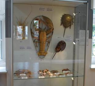 Muzeum Rybołówstwa Morskiego