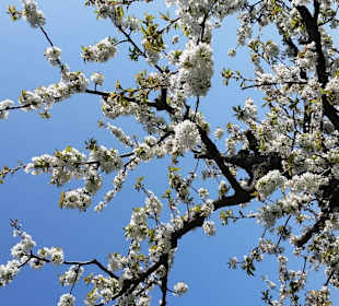 Streuobstwiesen vor blauem Himmel