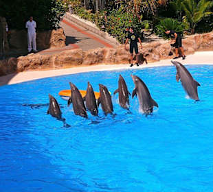 Loro - Park Delfin - Show