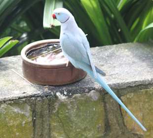 Vogelpark KL