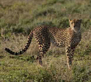 Gepard