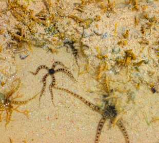 Gesehen beim Schnorcheln mit Strandanbieter. SUPER