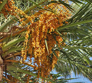 An der Strandpromenade von Argelès-Plage
