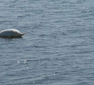 Bei einem Spaziergang entlang der Trave