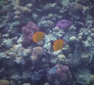 Schnorcheln Sahl Hasheesh