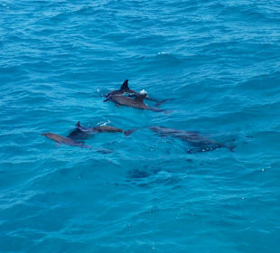 Delfinschwimmen Delfine & Meer