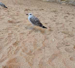 Praia de Nossa Senhora da Rocha