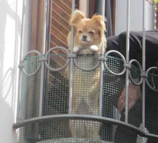 Altstadt Domaso Zaungast