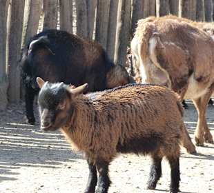 Streichelzoo für die Kleinsten....