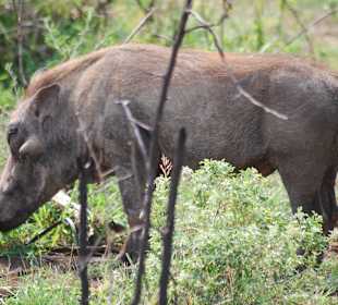 Warzenschwein