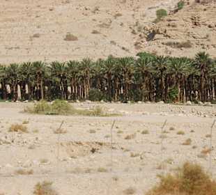 Пальмовая роща по дороге в Израиль
