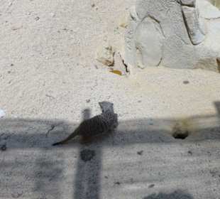 Mundomar Juillet 2011