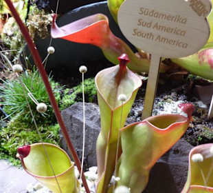 Fleischfressende Pflanzen
