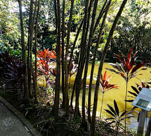 Impressionen aus dem Jardin Botanique de Deshaies