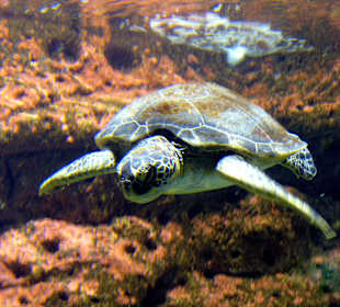 Turtle