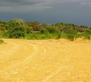 Strandbereich mit Hund