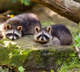 Wildparadies Tripsdrill
