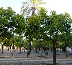 Il Patio de los Naranjos