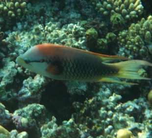 Hausriff Arabia Azur