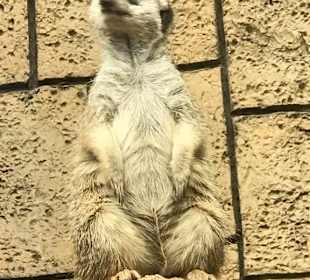 Erdmännchen im Loro Park.