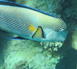 Schnorcheln am Hausriff