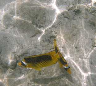 Poissons