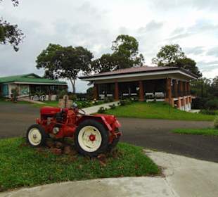 Doka Estate Kaffeeplantage