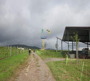 Kulinarische Weinbergswanderung