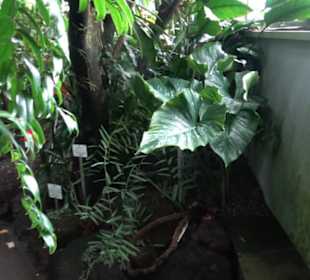 Tropicarium