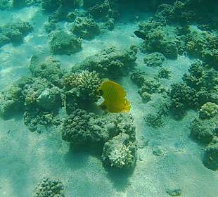 Schnorcheln Makadi Bay