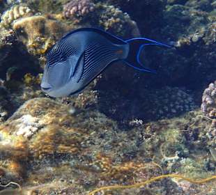 Schitterende onderwater wereld