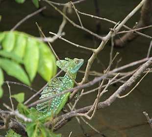 Basilisk
