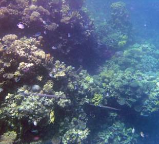 Riff in Strandnähe , Sharm El Naga