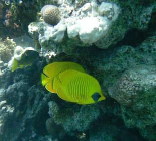 Hausriff des Makadi Palace