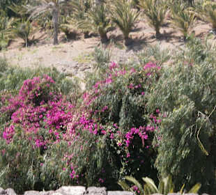 Viele verschiedene Blumen und Kakteen