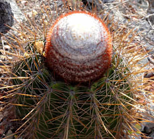 Kaktus am Rand des Wanderweges