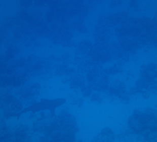 Schwarzspitzenriffhai ca 1,90 