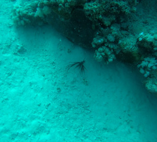 Schnorcheln Marsa Alam