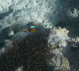 Rotmeer-Anemonenfisch 