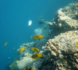 Delfintour 07.08.2012 