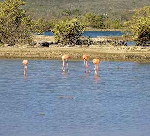 Blick über die Saline Sint Marie