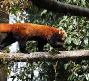 Padmaja Naidu Himalayan Darjeeling Zoo