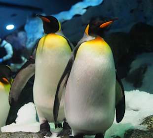 Kaiserpinguine