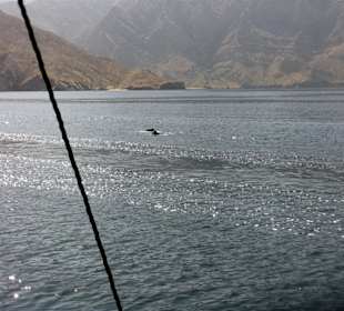 Nette Begleiter Delphine