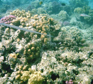 Hausriffe am Albatros Palace