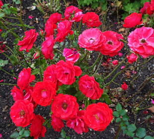 Eindrücke aus dem herbstlichen Rosengarten